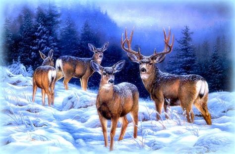 Reindeer Forest In Winter Download Hd Wallpapers And Free Images