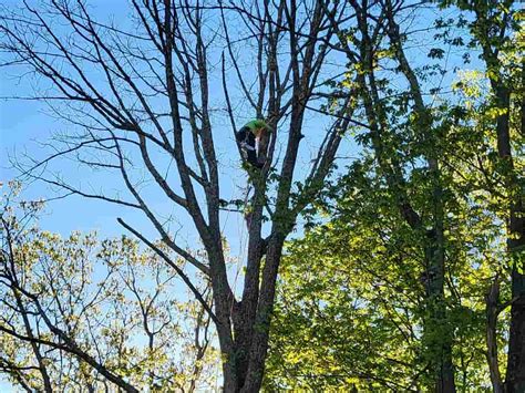 Expert Tree Pruning Services Nj Tree Solution