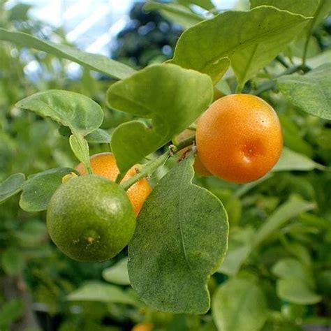 Buy Mosambi Sweet Lime Grafted Plant Online From Nurserylive At