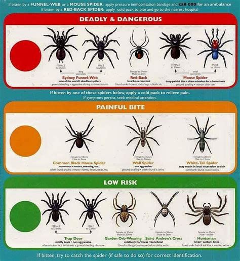 Pin By Lyndsey Kabat On Landscaping Ideas Types Of Spiders Spider