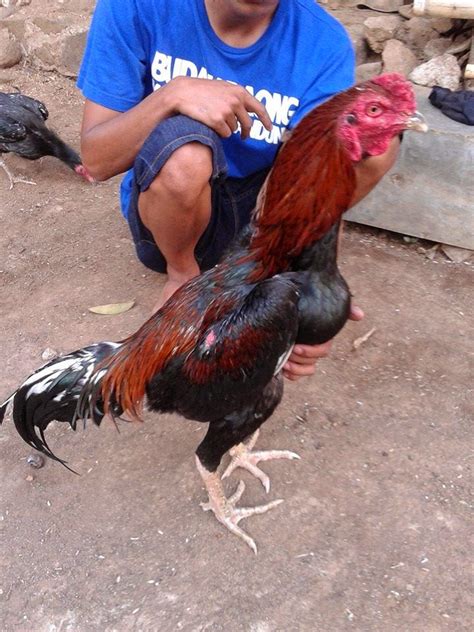 Ayam Aduan Garut Ayam Pukul Sidz A Ii