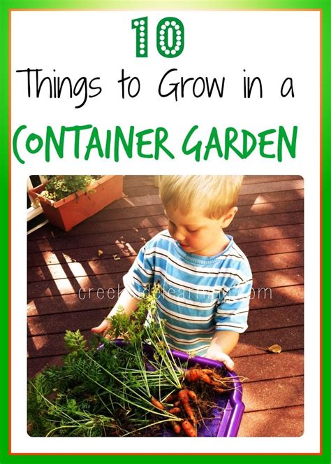 Container Garden Vegetables ~ 10 Things You Can Grow Organic