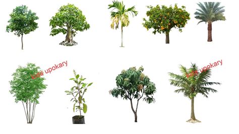 Plant Names Tree Names In English Different Types Of Tree Kids