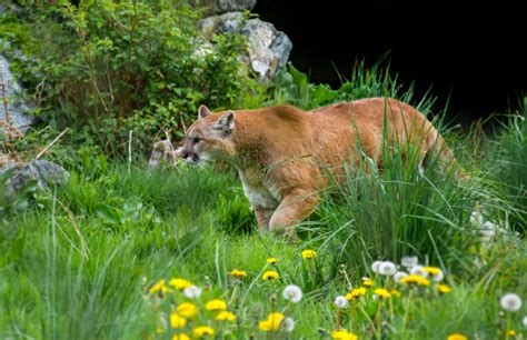 4 facts you probably didn t know about the eastern cougar species at risk series cpaws ov