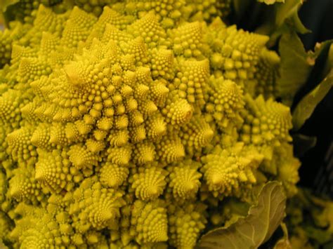 Flowers.co.za is south africa's premier online florist and gifting service. Cauliflower - Vegetable Farming South Africa