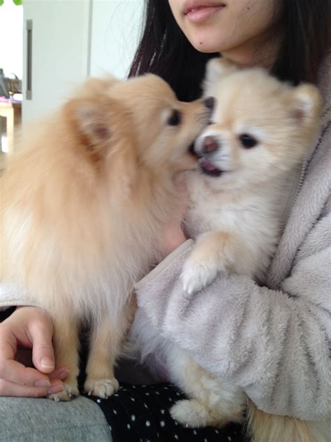 Pierce's precious puppies would like to thank you for stopping on by to visit us. Pin by Pat Paterson on Precious Poms | Pomeranian puppy, Pomeranian, Pom mom