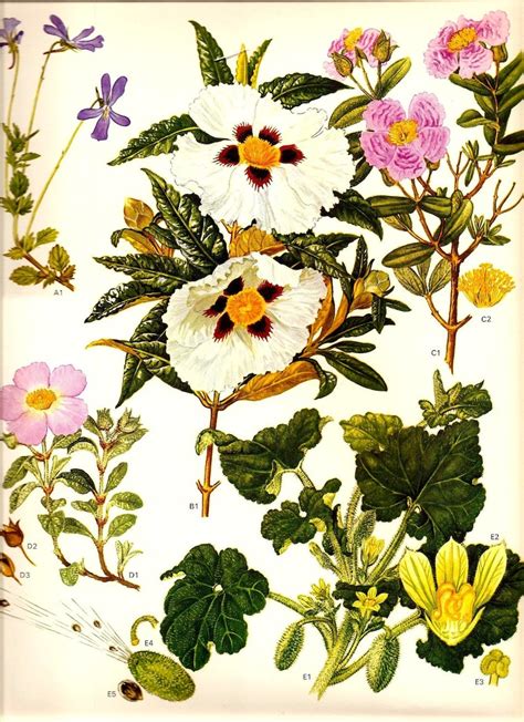 Vintage Botanical Print 1970 Mediterranean Wild Flowers Book Etsy