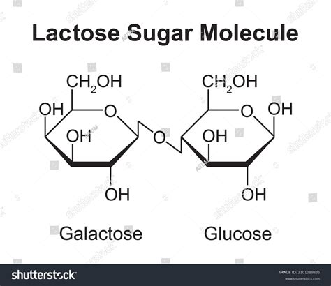 Lactose Zuckermoleküle Glucose Und Galactose Vektorgrafik Stock