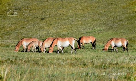 Hustai National Park Khustai Mongolia Tours
