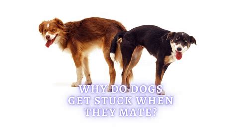 Why Do Dogs Get Stuck Dog Mating Explained By Vet