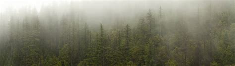 Some Foggy Forest Oc For Dual Screens 5120x1440 Wallpapers