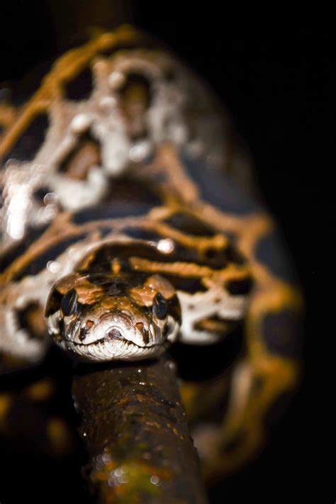 Burmese Python Images Wallpapers Most Popular Burmese Python Images