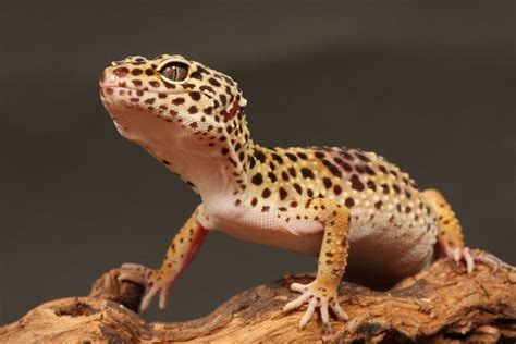 How Long Do Leopard Geckos Live For Nature Discovery