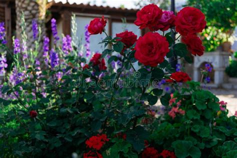 Red Roses Grow In The Garden Stock Image Image Of Natural Flowers