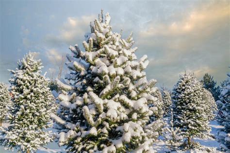 Snow Covered Winter Christmas Tree Farm Stock Photo