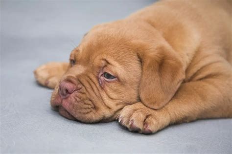 Puppy Acne 101 Symptoms Causes And Solutions Pawesome