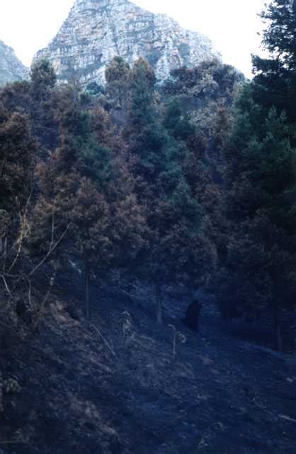 The rhodes memorial is situated below devil's peak on the groote schuur estate. Gordo's photos of bush fires and regrowth