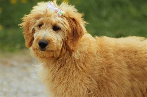 Goldendoodle 10 Amazing Facts About Designer Dog Breed