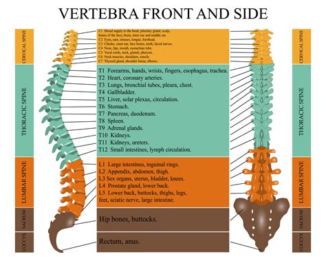 Cervical Spine Diagram Picture Of Spine Expert Neurol