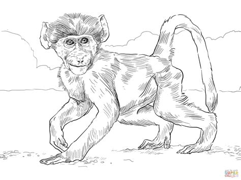 Chacma Baboon Baby Coloring Page Free Printable Coloring Pages