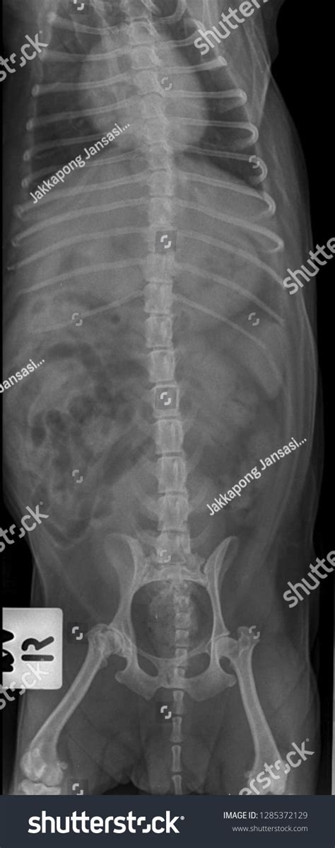 X Ray Abdominal Dogfront View Stock Photo 1285372129 Shutterstock