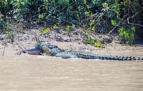 Brutus The Giant Crocodile Attacks Shark In Australia Bull Shark