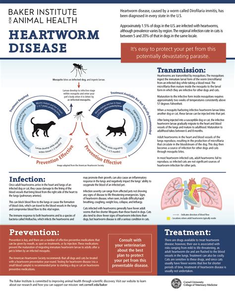 Heartworm In Cats Cornell University College Of Veterinary Medicine