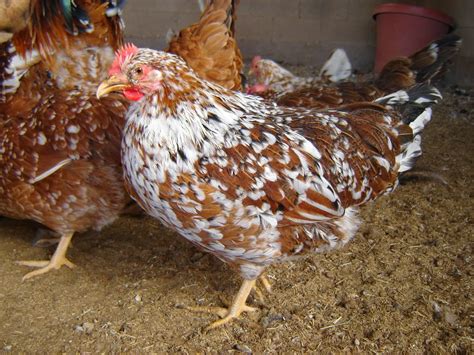 Aloha Chickens Fall Breeder Pen 2