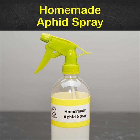 Controlling Aphids 8 Homemade Aphid Spray Recipes And Tips
