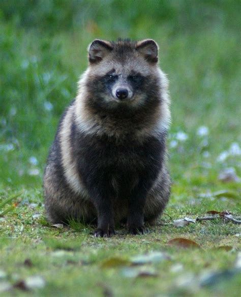 Tanuki Japanese Raccoon Dog Weird Animals Cute Animals