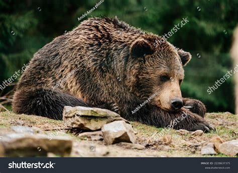 396 Brown Bear After Hibernation Images Stock Photos And Vectors
