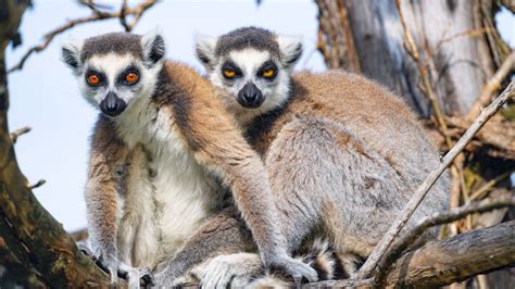 Wallpaper Lemur Animal Funny Glance Branch Hd Picture Image