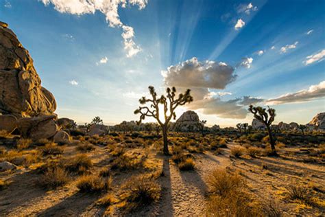 Meet Joshua Tree The Youngest National Park In America