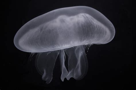 The Five Biggest Jellyfish In The World Aquaviews