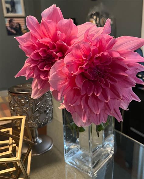 So Happy To Share My Dahlias Fully Bloomed Today And I Got To Harvest