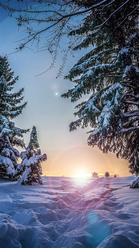 2k Free Download Sunrise Sunset Winter Trees Nature Snow Cold