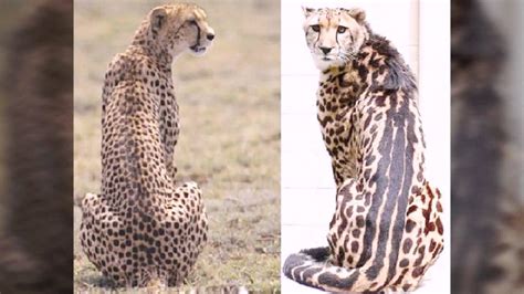Jaguarleopard And Cheetah Differences Youtube