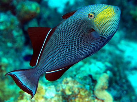Black Durgon Melichthys Niger Grand Cayman Photo 7 Caribbean Reefs