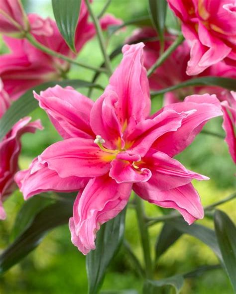 Lilium Oriental Lily Double Flowering Rose Lily Elena From Growing