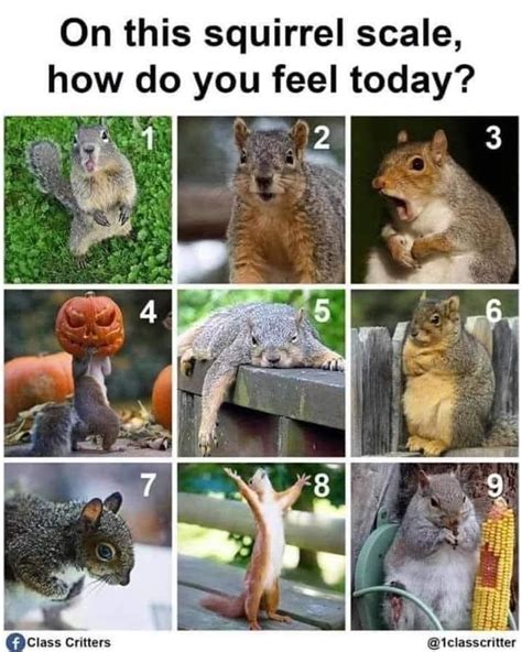 Squirrel Feelings Scale How Are You Feeling Feelings Squirrel