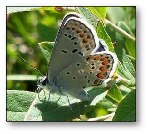 We Energies News Saving Karner Blue Butterflies