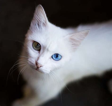 Albino Cats The Ultimate Guide To Their History Types Characteristics Temperament And Care