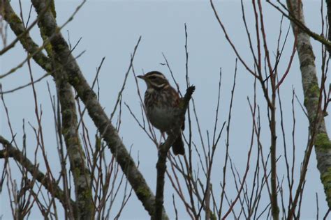 Redwing RSPB Newport Wetlands Redwing RSPB Newport Wet Flickr