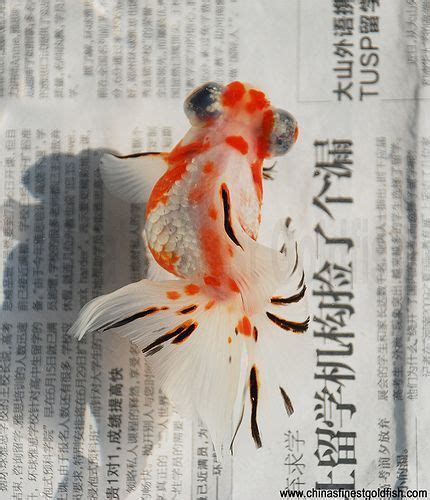 Goldfish Beautiful Fish Goldfish Aesthetic Photography