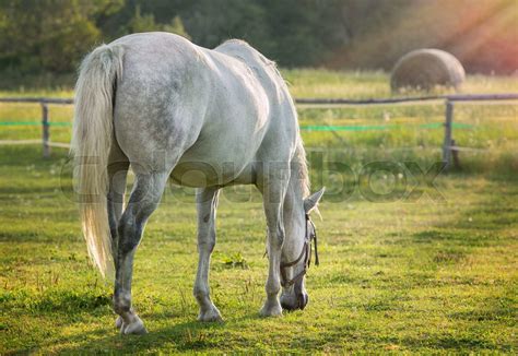 Grazing Horse In Early Morning Backlight Stock Image Colourbox