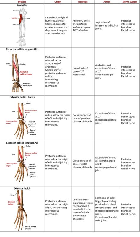 Anatomy Qa Muscles Of Flexor And Extensor Compartments Of Forearm