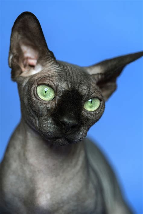 Close Up Portrait Of Canadian Sphynx Hairless Cat On Blue Background
