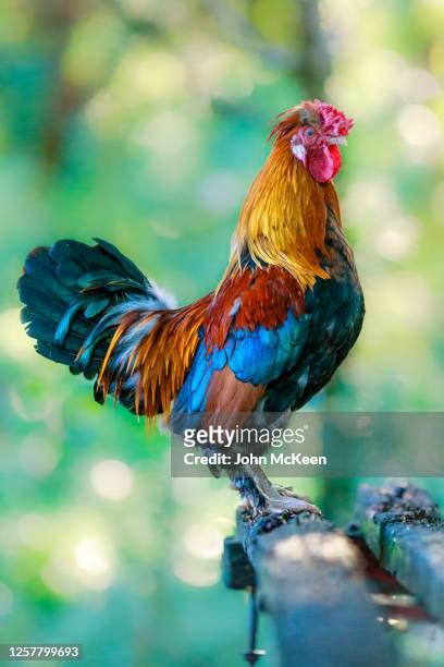 Beautiful Cocks Photos And Premium High Res Pictures Getty Images
