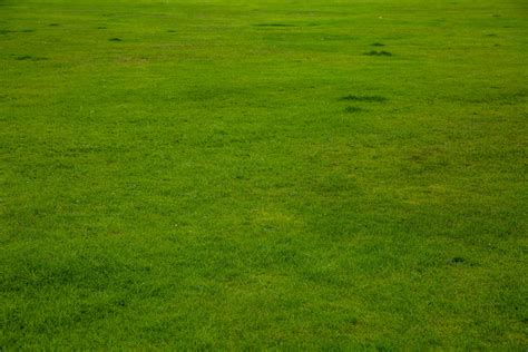 Green Grass Free Stock Photo Public Domain Pictures