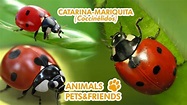 Cosas que no sabias de las catarinas - Animals pets and friends - YouTube